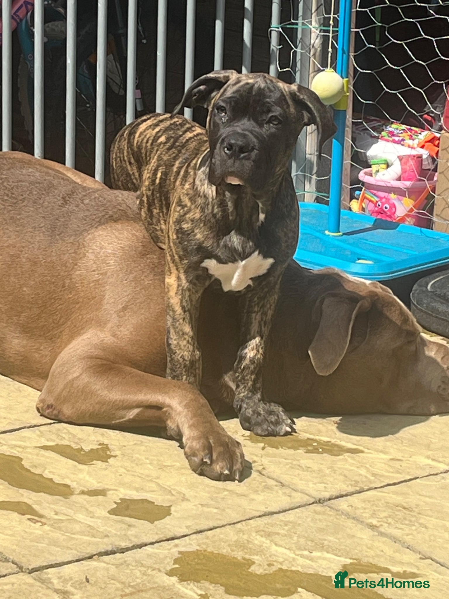 Mixed Breed dogs 1 reverse brindle mixed mastiff boy  - Advert 10