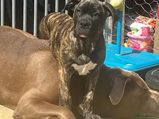 Mixed Breed dogs 1 reverse brindle mixed mastiff boy - Advert 1