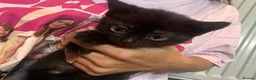 Mixed Breed cats for sale: Ready now last 2 Beautiful kittens - Advert 7