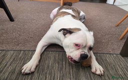 American Bulldog dogs for sale: Rescue Ozzy  - Image 4