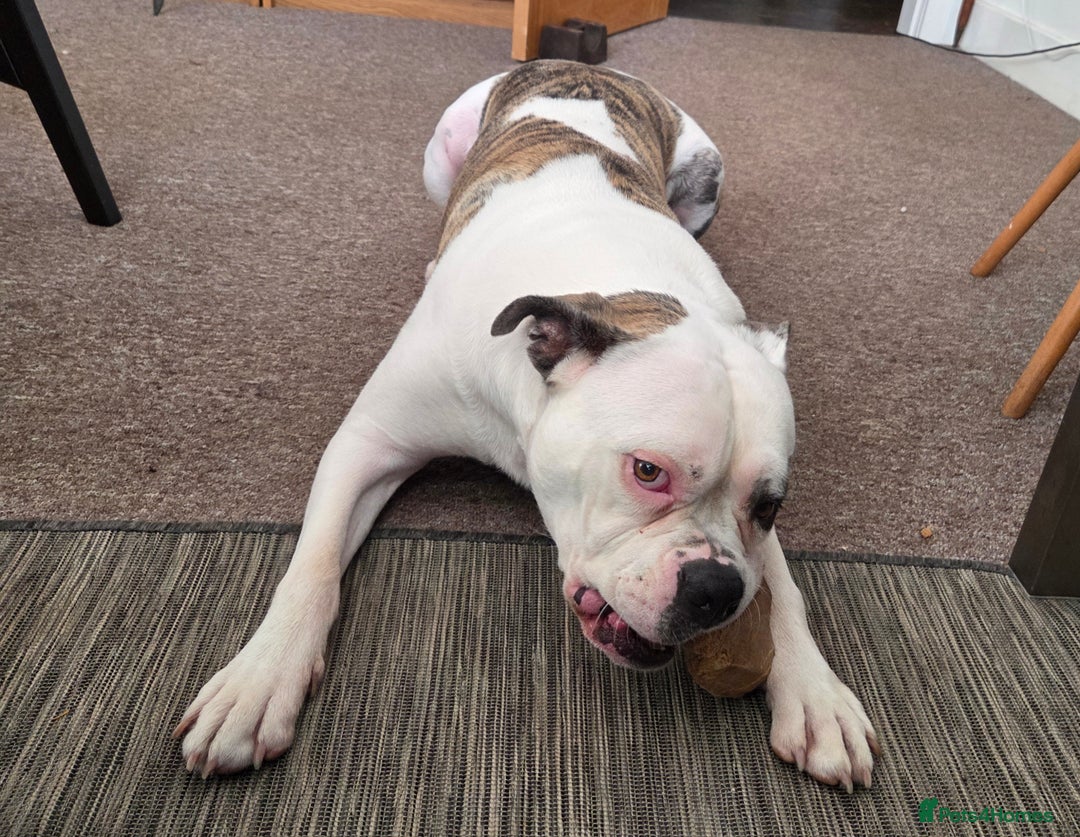 American Bulldog dogs for sale: Rescue Ozzy  - Image 4