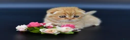 Scottish Fold cats for sale: LICENSED CATTERY PURE BREED TOP QUALITY KITTENS - Advert 13