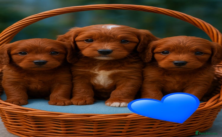 Cockapoo dogs - Advert 3
