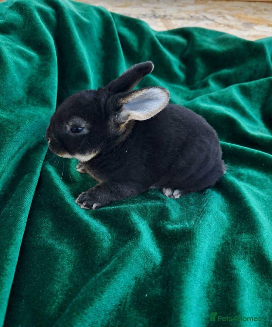 Rex rabbits Rex rabbits ready to reserve - Advert 1