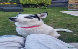 Mixed Breed dogs for sale: Dalsky looking for forever home - Image 1