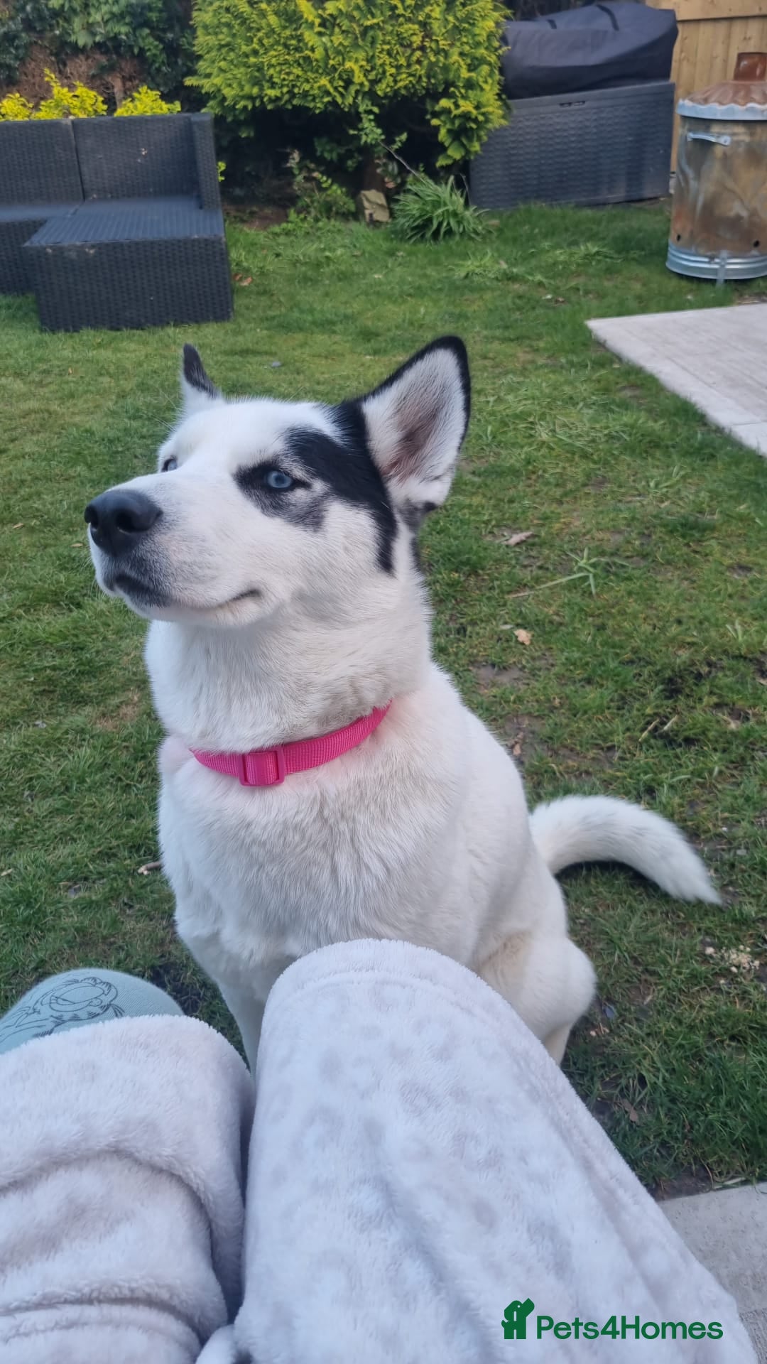 Mixed Breed dogs for sale: Dalsky looking for forever home - Image 1