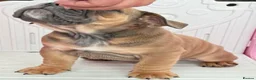 English Bulldog dogs for sale: Quality KC Registered Bulldog Puppies - Advert 13
