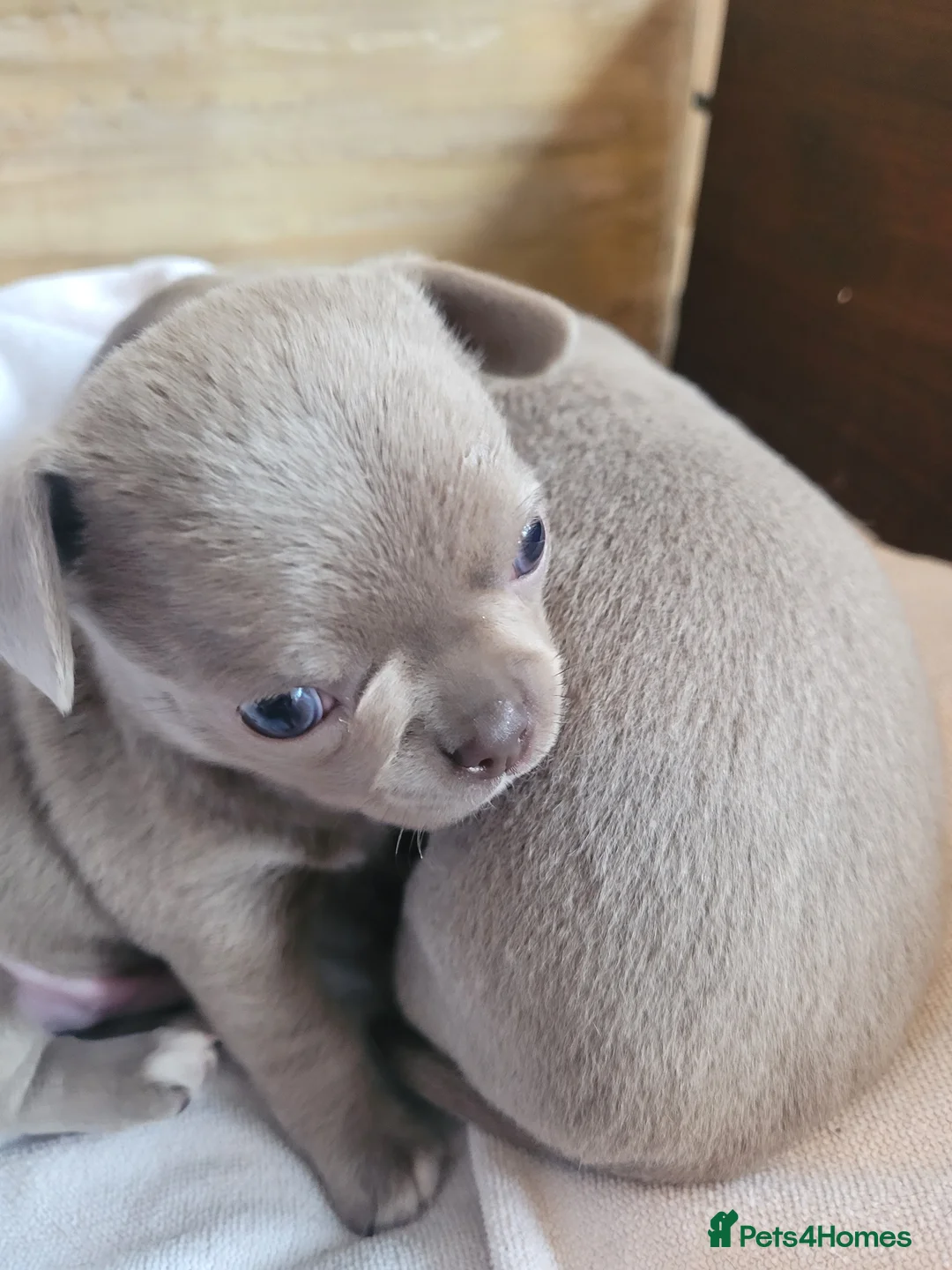 Chihuahua dogs for stud: KC lilac stud in Dagenham - Advert 15