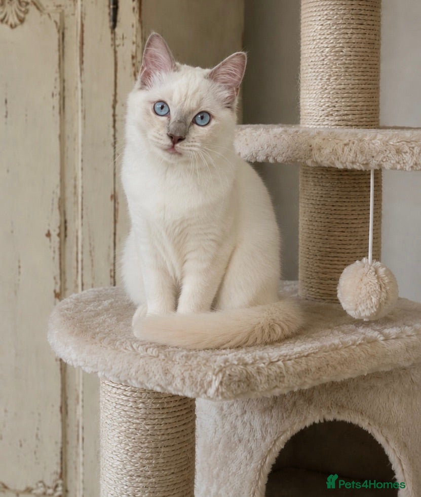 Ragdoll cats 2 Extra Chunky Boys Left! TICA REGISTERED RAGDOLLS - Advert 17