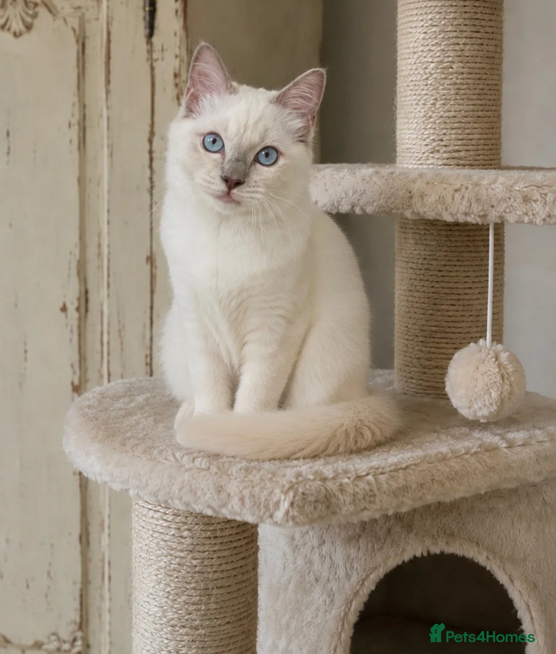 Ragdoll cats for sale: 2 Extra Chunky Boys Left! TICA REGISTERED RAGDOLLS - Advert 1