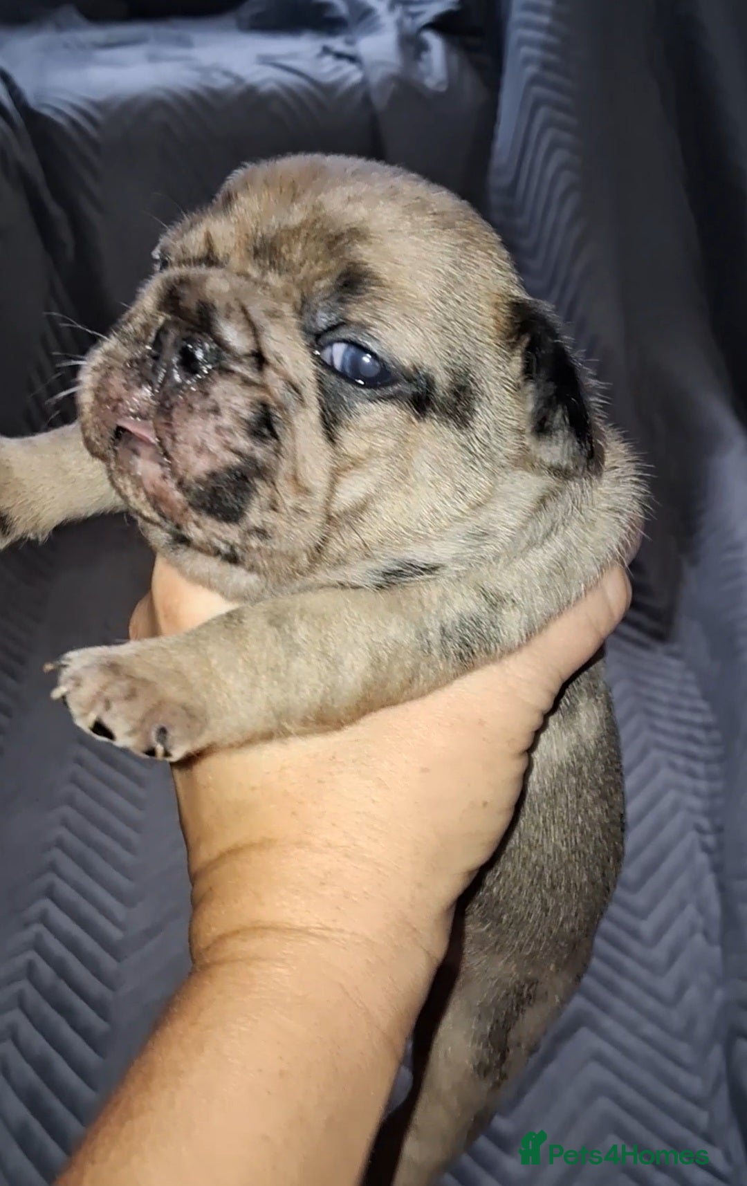 French Bulldog dogs for sale: 8 stunning french bulldogs - Advert 14