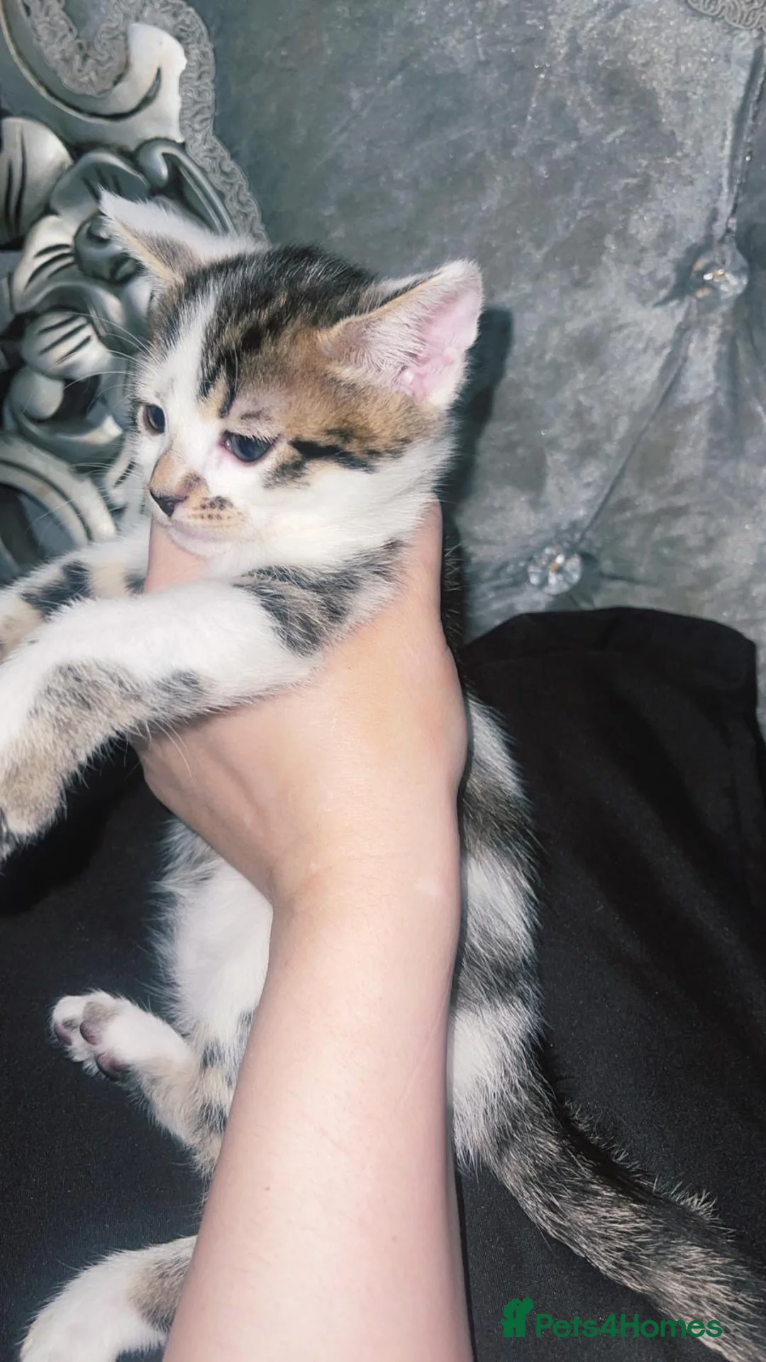 Bengal cats for sale: beautiful bengal kitten two left - Advert 1