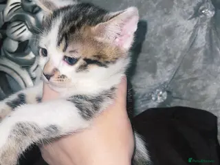 Bengal cats beautiful bengal kitten two left - Advert 1