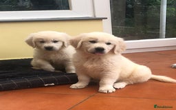 Golden Retriever dogs for sale: Home bred Chunky cream Goldie pups - Image 2