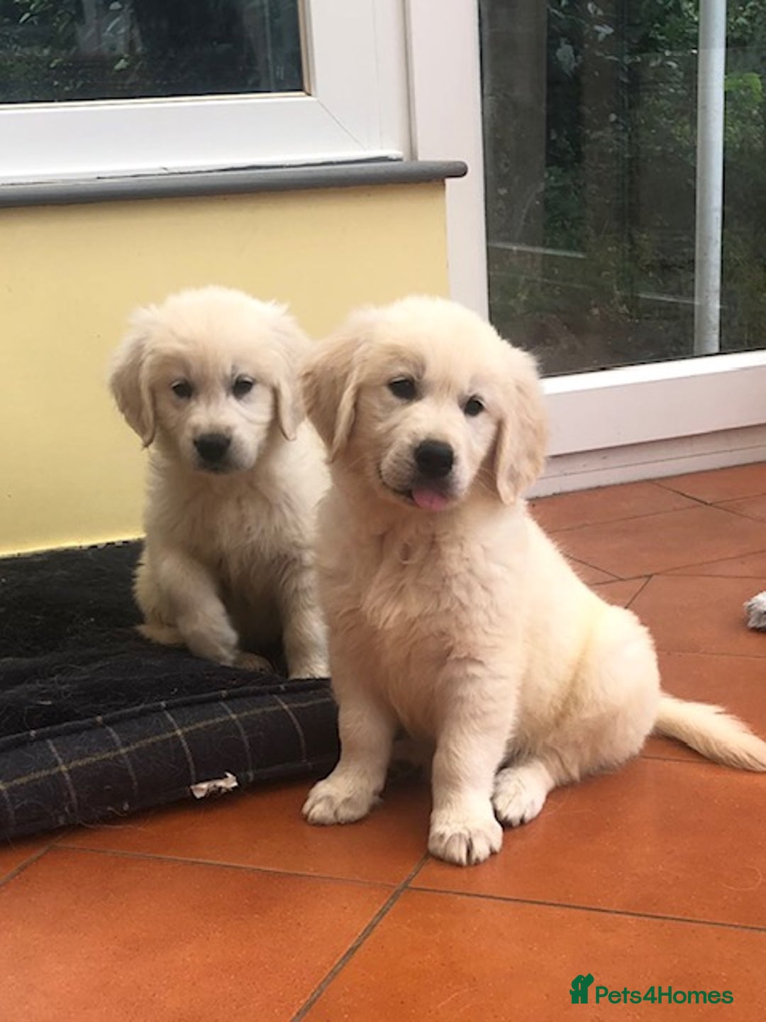 Golden Retriever dogs for sale: Home bred Chunky cream Goldie pups - Image 2