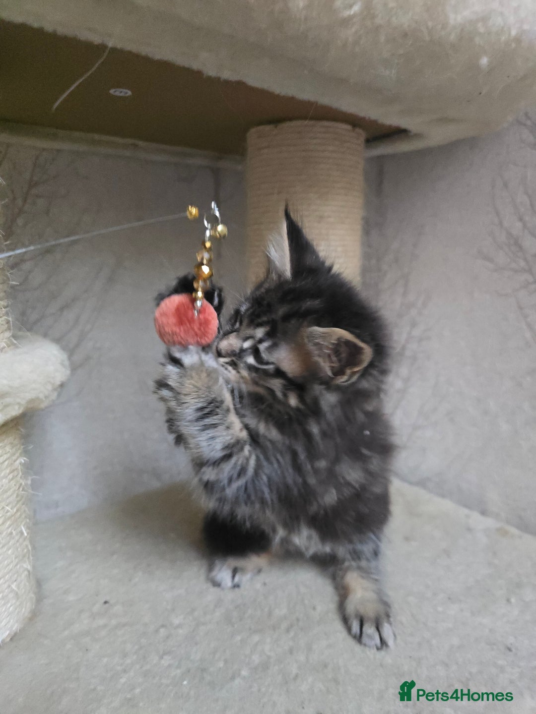 Maine Coon cats for sale: Beautiful TICA Pedigree Maine Coon Kittens - Advert 6