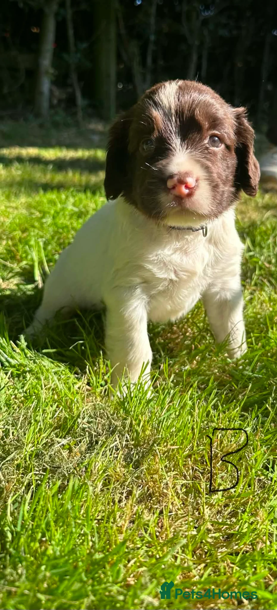 English Springer Spaniel dogs for sale: English Springer Spaniel, KC registered puppies - Advert 40