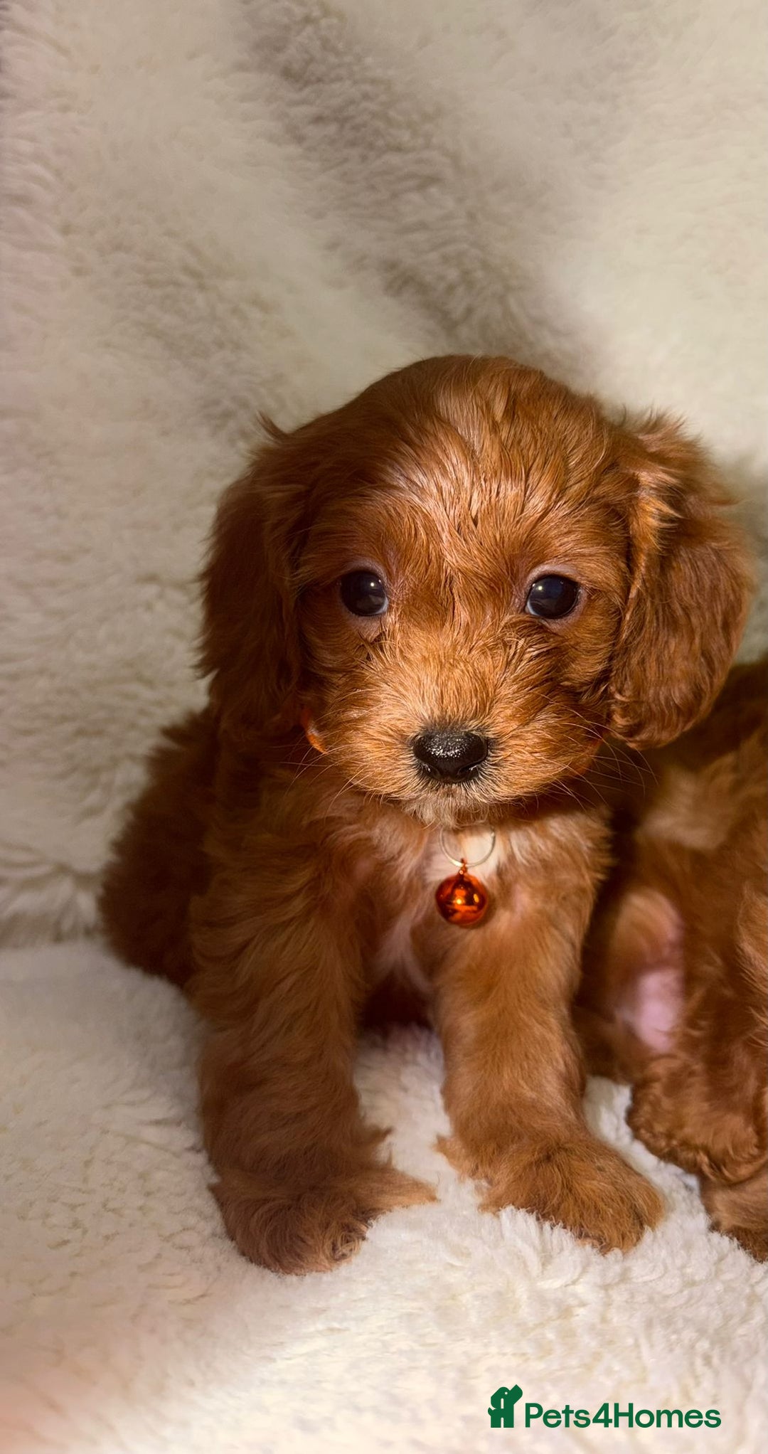 Cavapoo dogs for sale: ❤️Health-Tested Cavapoo Puppies 🐶 - Advert 2