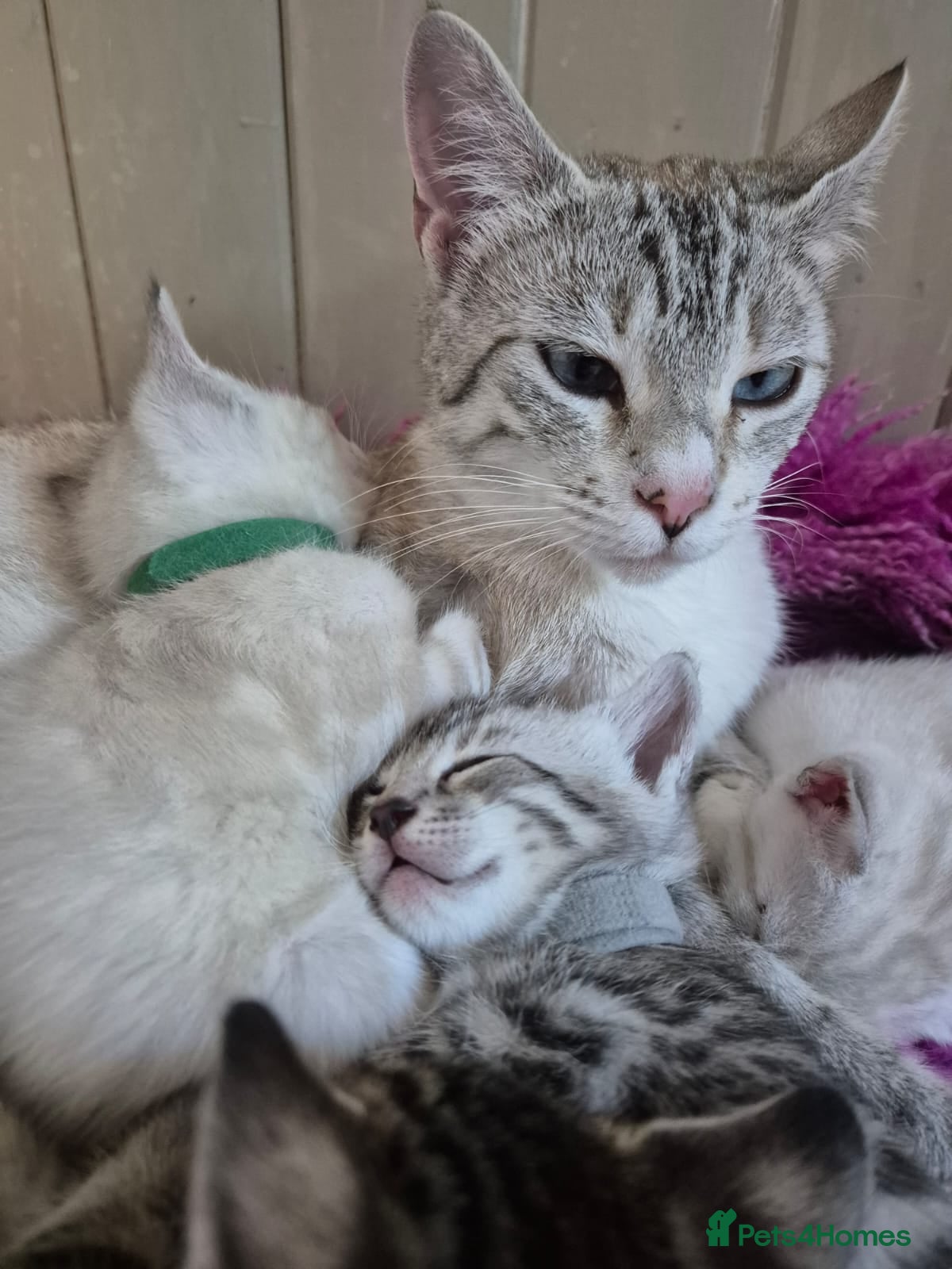 Bengal cats Beautiful Snow, Silver and Brown Bengal Kittens - Advert 2