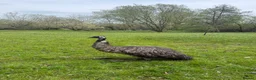 Emus poultry for sale: Emus for sale  in Hungerford - Advert 2