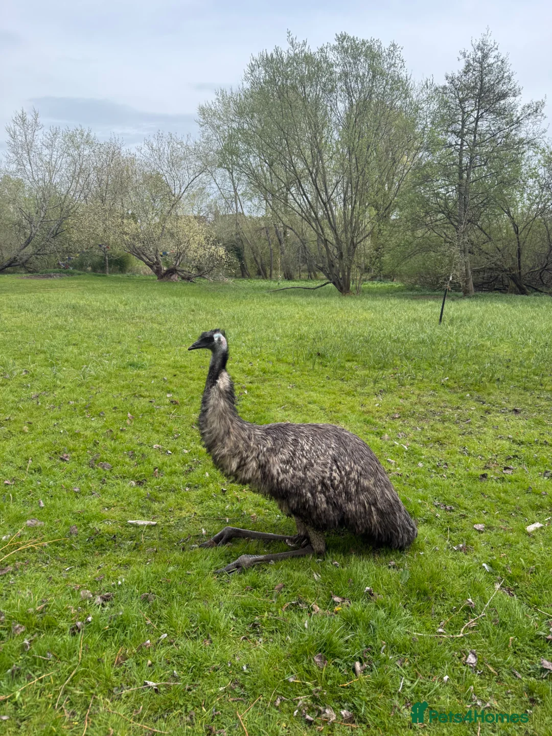 Emus poultry for sale: Emus for sale  in Hungerford - Advert 2