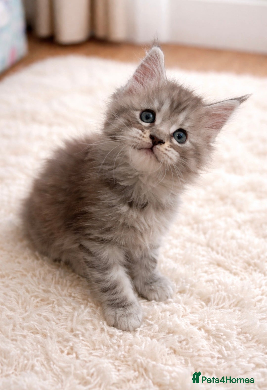 Maine Coon cats for sale: Registered Maine coon kittens  - Advert 5