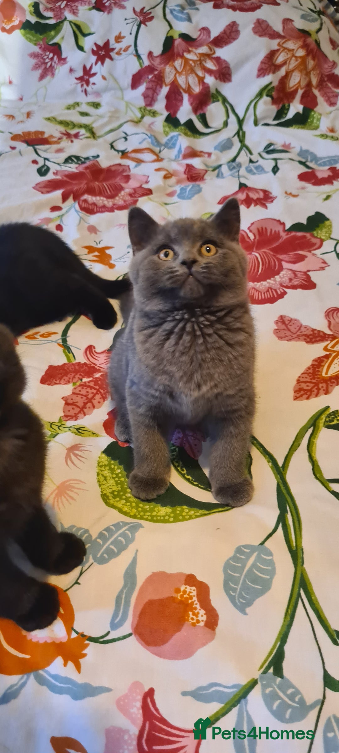 British Shorthair cats for sale: British shorthair black and blue kittens - Advert 10