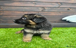 German Shepherd dogs for sale: Long haired German Shepherd puppies - Image 5