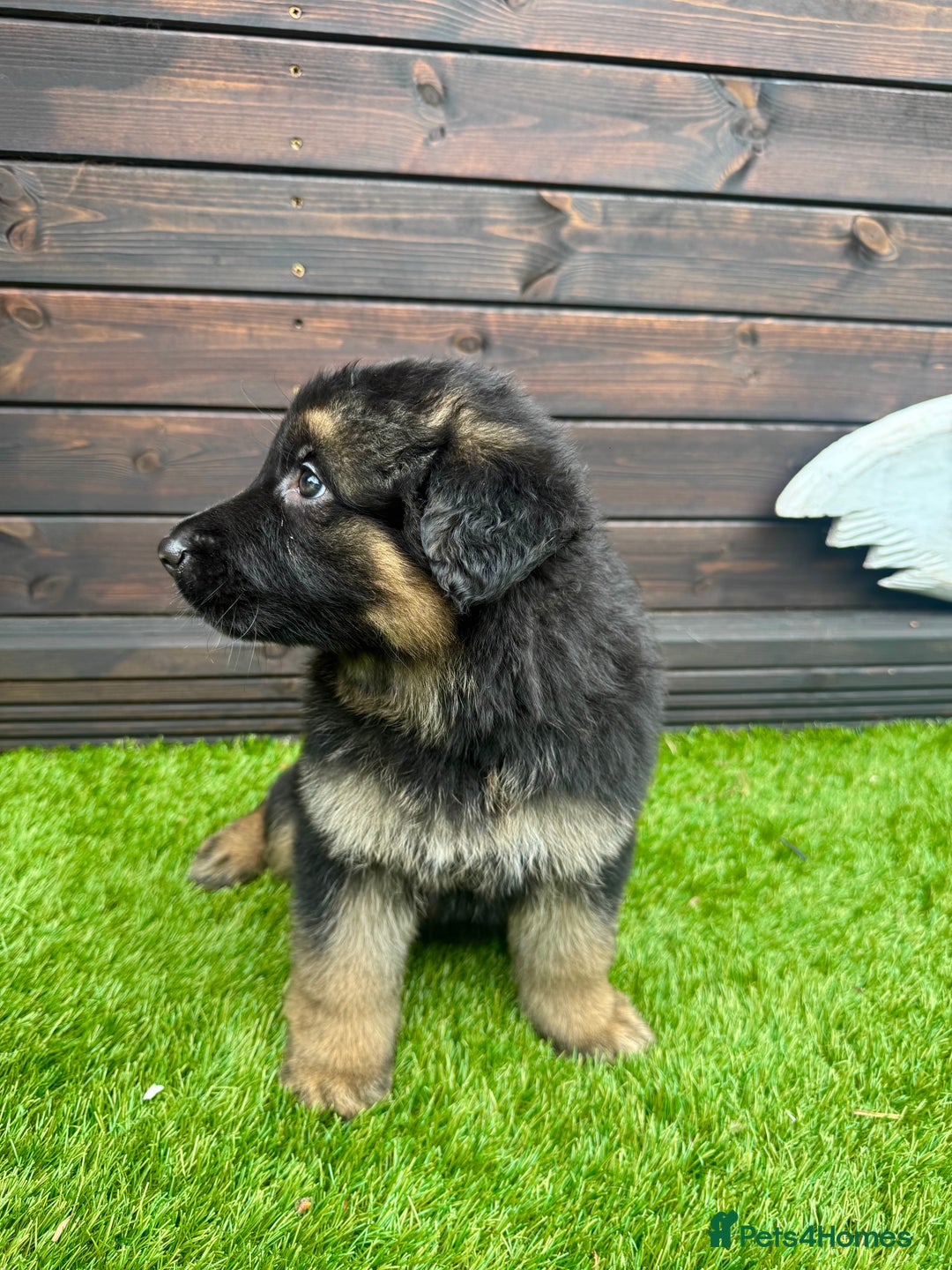 German Shepherd dogs for sale: Long haired German Shepherd puppies - Image 5