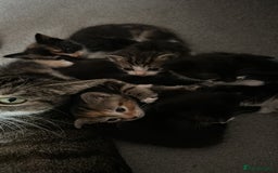 Domestic Shorthair cats for sale: Playful kittens  - Image 6
