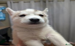 Siberian Husky dogs for sale: Stunning Siberian husky puppies - Image 18