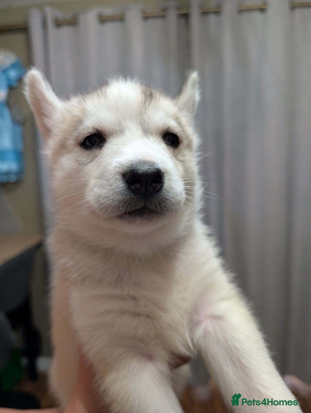 Siberian Husky dogs for sale: Stunning Siberian husky puppies - Image 18