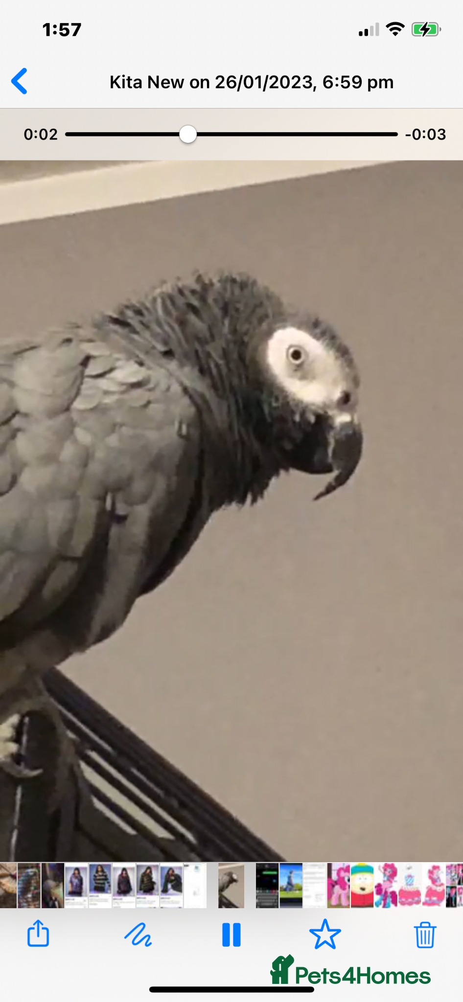 Parrots birds African grey - Advert 4