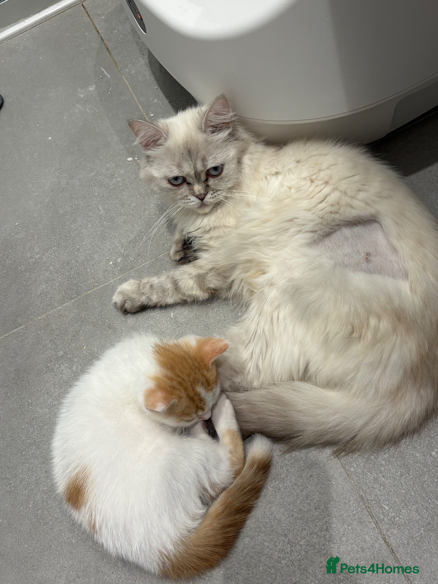 British Longhair cats British Shorthair & Longhair Kittens - Advert 2