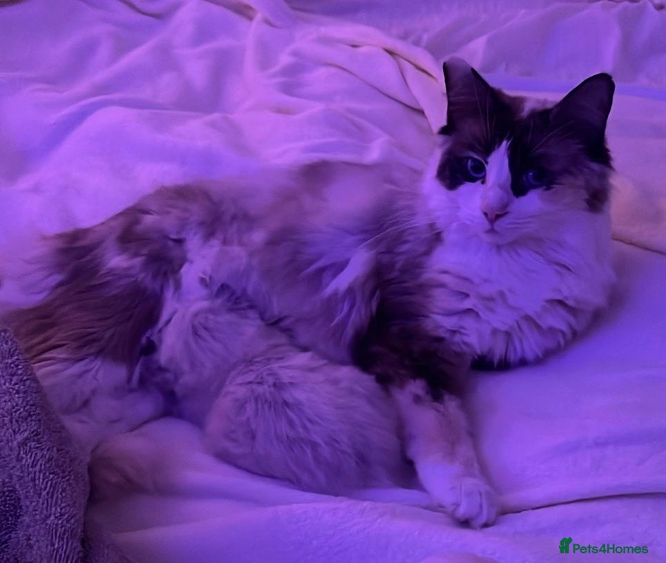 Ragdoll cats Kitten looking for loving home  - Advert 1