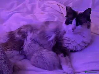 Ragdoll cats Kitten looking for loving home - Advert 1