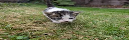 Mixed Breed cats for sale: Georgous Kittens Looking For A New Home - Advert 4
