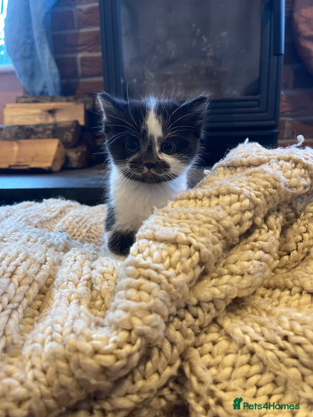 Domestic Shorthair cats for sale: Black & white kittens ready mid jan.  - Advert 7