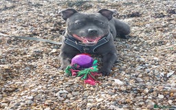 Staffordshire Bull Terrier dogs for stud: Blue short leg staffy for stud - Image 2