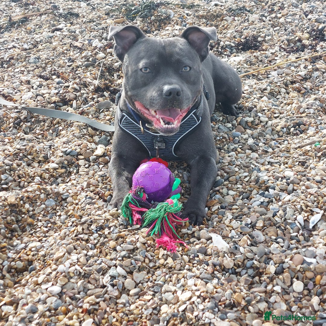 Staffordshire Bull Terrier dogs for stud: Blue short leg staffy for stud - Image 2