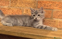 Maine Coon cats for sale: Beautiful Maine Coon kittens - Image 18