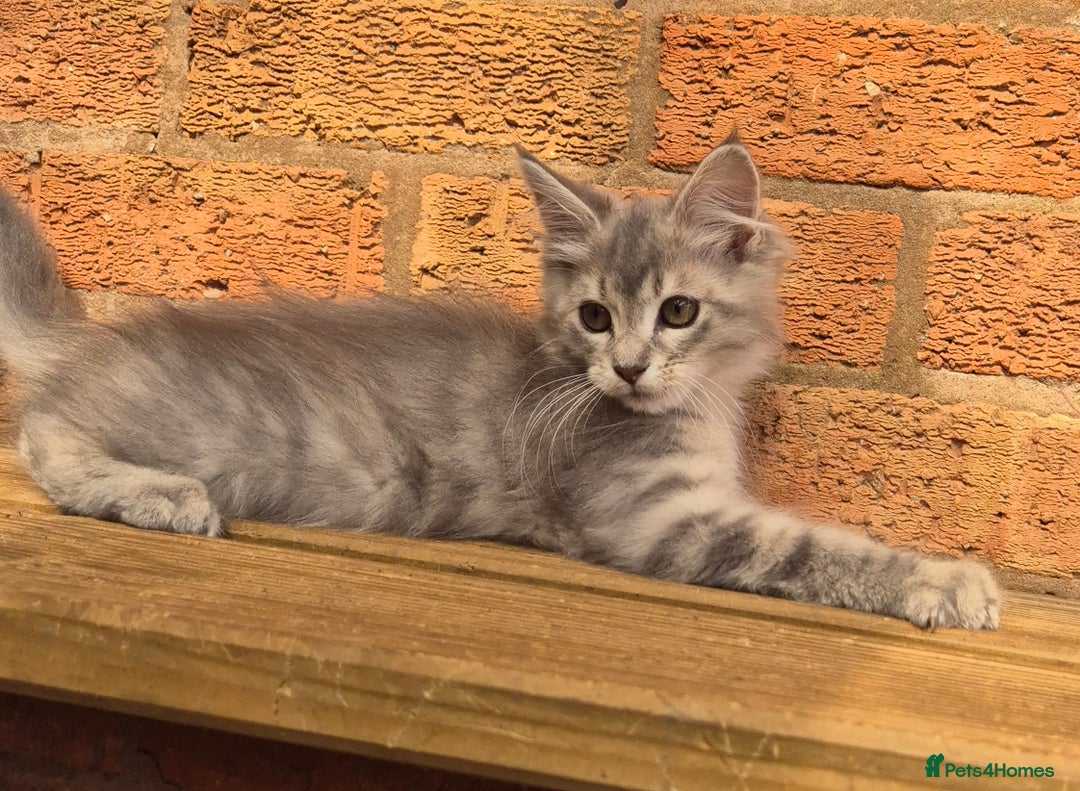 Maine Coon cats for sale: Beautiful Maine Coon kittens - Image 18