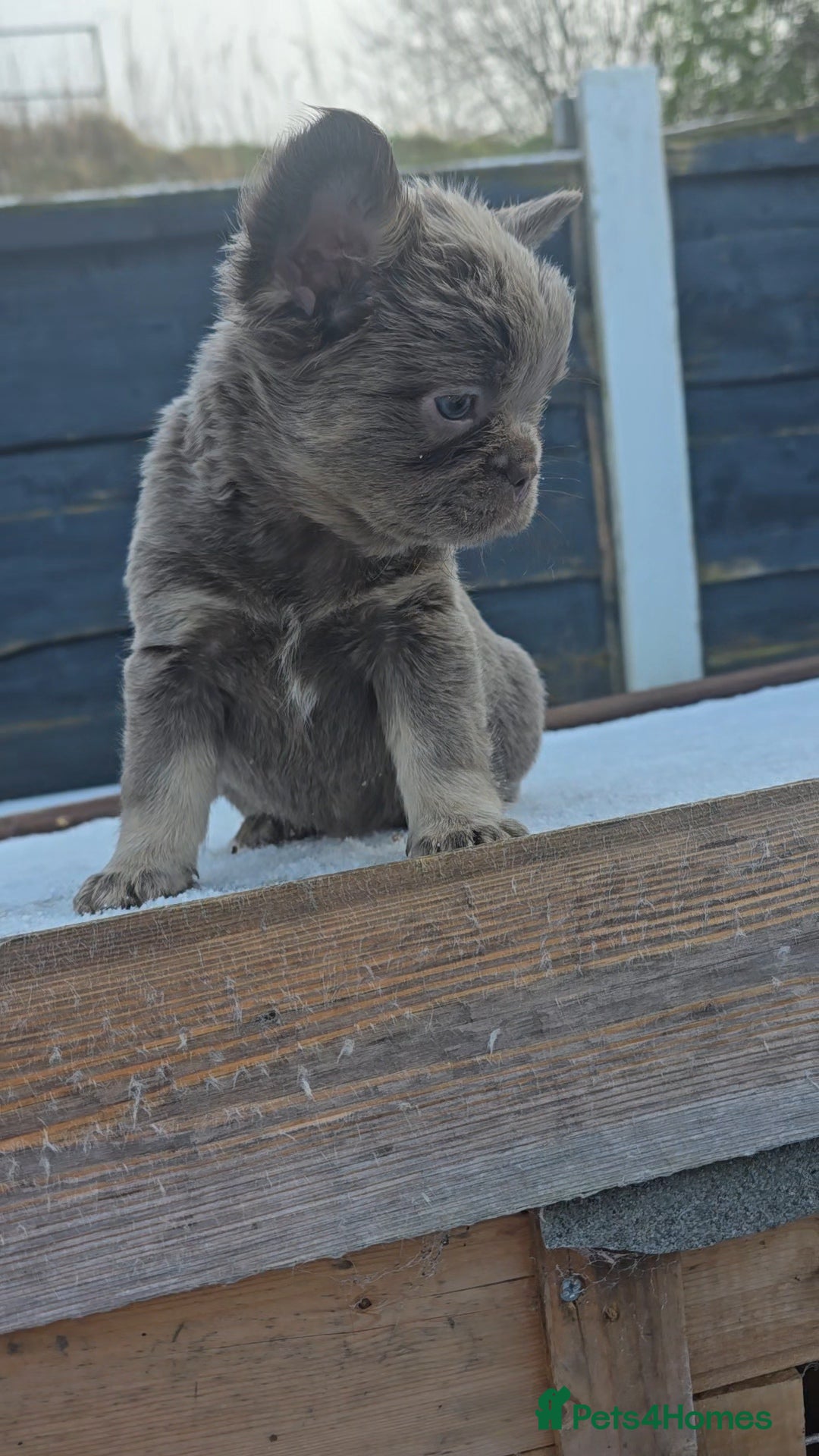 French Bulldog dogs ⭐️ Quality French bulldogs ⭐️ - Advert 7