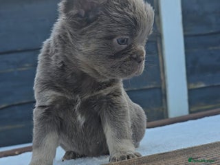 French Bulldog dogs ⭐️ Quality French bulldogs ⭐️ - Advert 1