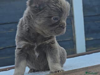 French Bulldog dogs ⭐️ Quality French bulldogs ⭐️ - Advert 12