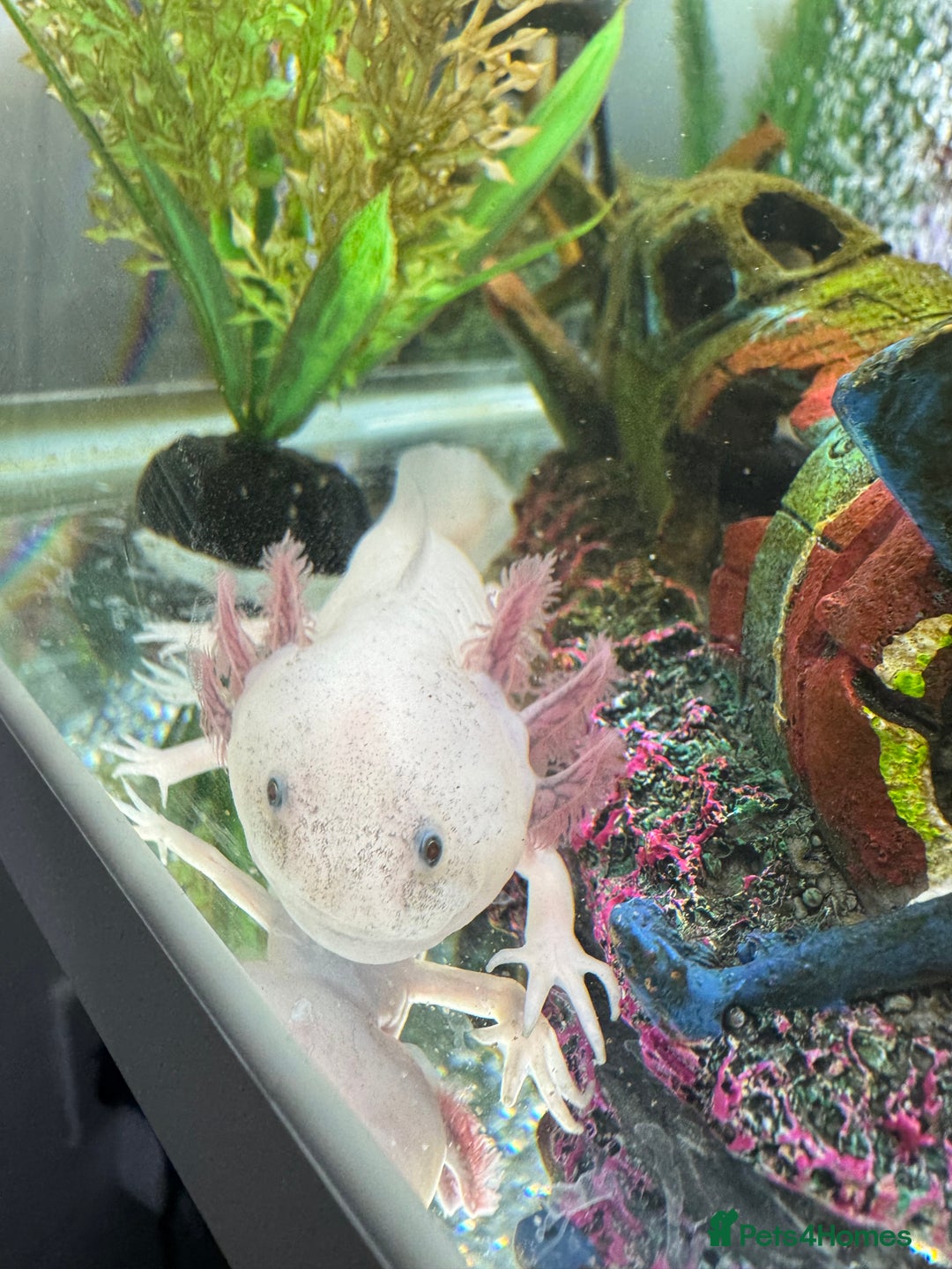 Axolotl reptiles for sale: Full Axolotl set up( Axolotl included ) - Image 4