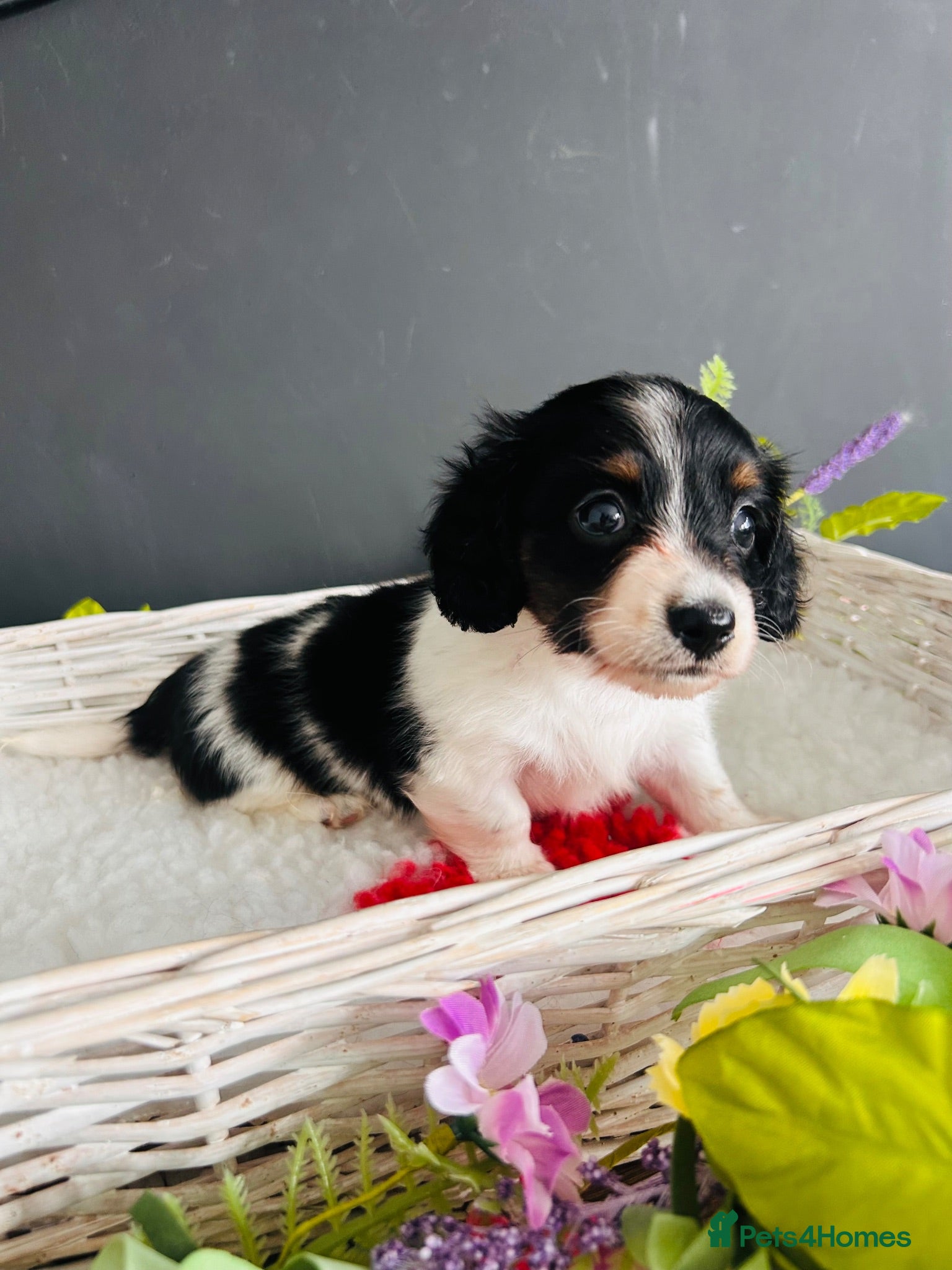 Miniature Dachshund dogs Piebald Minature Longhairs  - Advert 1