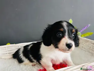 Miniature Dachshund dogs Piebald Minature Longhairs - Advert 1