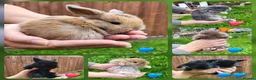 Mini Lop rabbits for sale: Beautiful mini lops - Advert 1