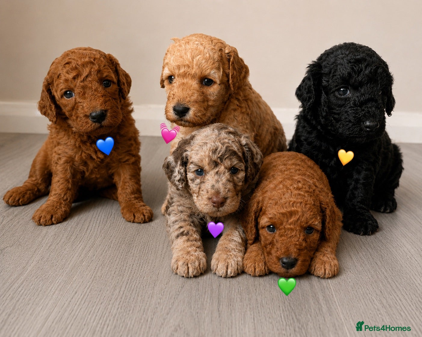 Cockapoo dogs Gorgeous Curly F1bb Cockapoos - Advert 1